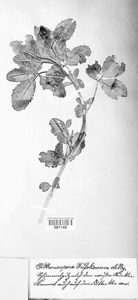 Peronospora trifoliorum image